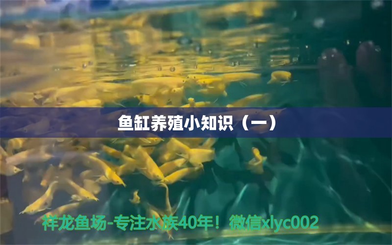 魚缸養(yǎng)殖小知識（一） 撒旦鴨嘴魚