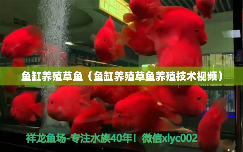 魚缸養(yǎng)殖草魚（魚缸養(yǎng)殖草魚養(yǎng)殖技術(shù)視頻）