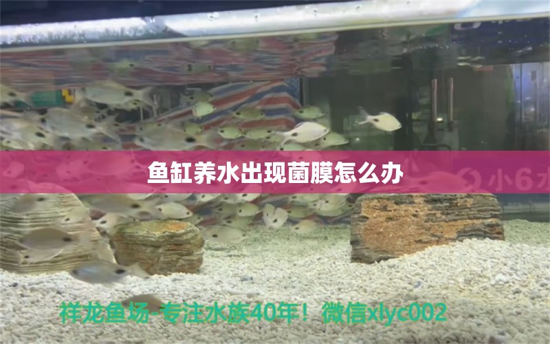 魚(yú)缸養(yǎng)水出現(xiàn)菌膜怎么辦