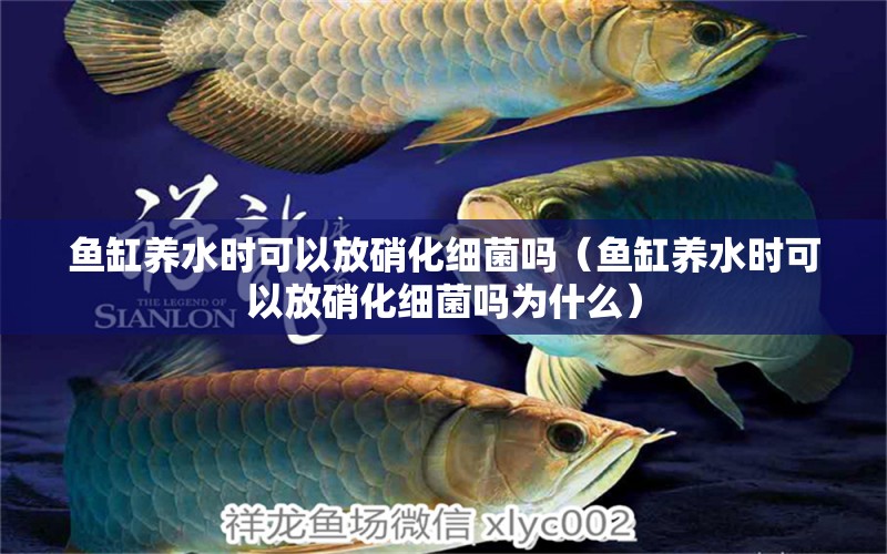 魚缸養(yǎng)水時可以放硝化細菌嗎（魚缸養(yǎng)水時可以放硝化細菌嗎為什么） 硝化細菌