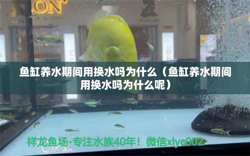 魚缸養(yǎng)水期間用換水嗎為什么（魚缸養(yǎng)水期間用換水嗎為什么呢） 祥龍水族醫(yī)院