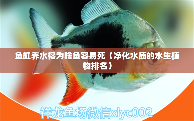 魚缸養(yǎng)水榕為啥魚容易死（凈化水質的水生植物排名）