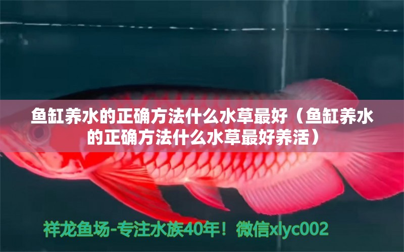 魚(yú)缸養(yǎng)水的正確方法什么水草最好（魚(yú)缸養(yǎng)水的正確方法什么水草最好養(yǎng)活）