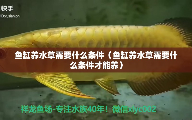 魚缸養(yǎng)水草需要什么條件（魚缸養(yǎng)水草需要什么條件才能養(yǎng)）