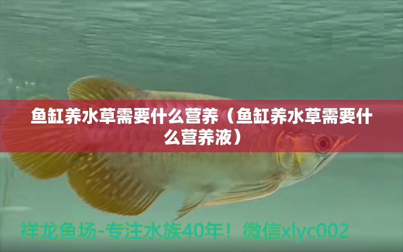 魚缸養(yǎng)水草需要什么營養(yǎng)（魚缸養(yǎng)水草需要什么營養(yǎng)液） 水草