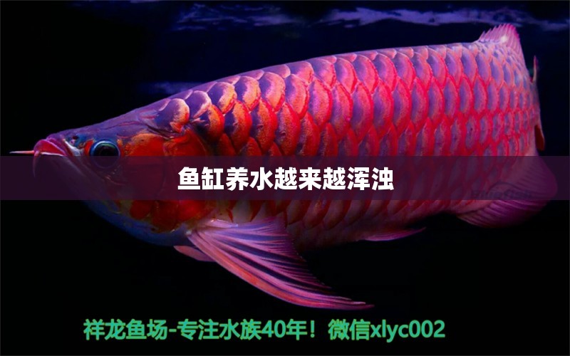 魚缸養(yǎng)水越來越渾濁 祥龍魚場