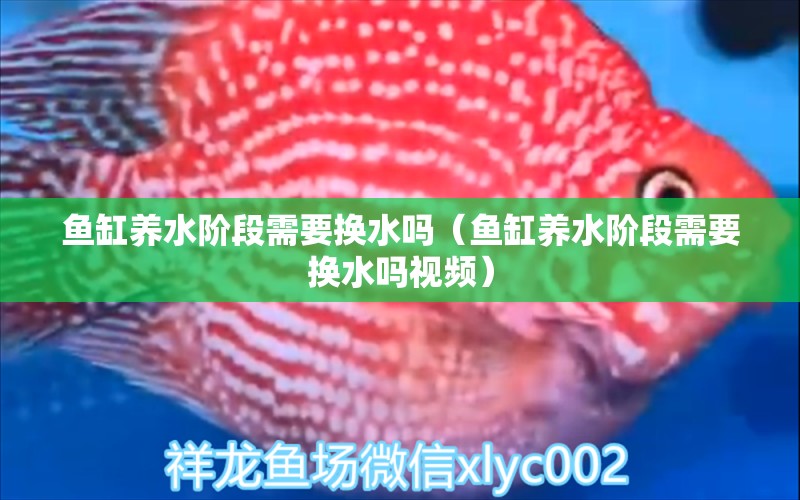 魚缸養(yǎng)水階段需要換水嗎（魚缸養(yǎng)水階段需要換水嗎視頻） 祥龍水族醫(yī)院