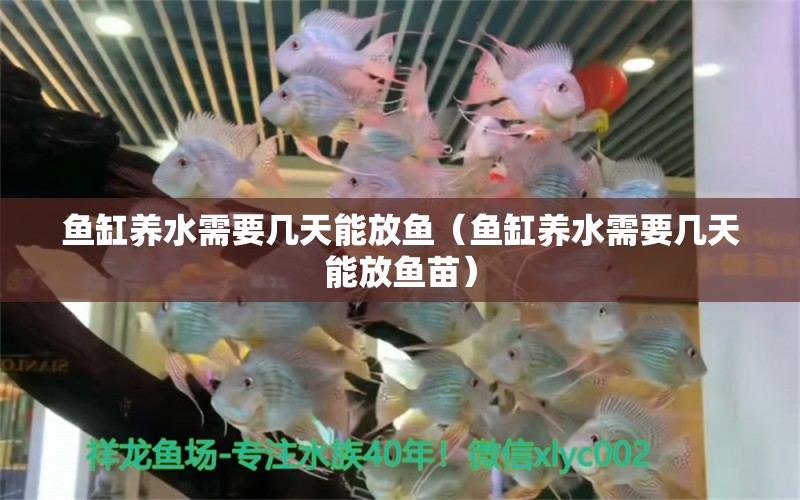 魚缸養(yǎng)水需要幾天能放魚（魚缸養(yǎng)水需要幾天能放魚苗）