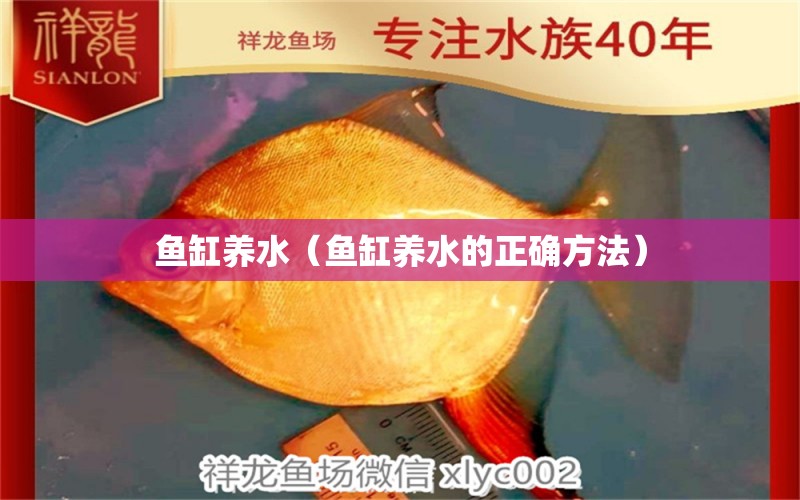 魚缸養(yǎng)水（魚缸養(yǎng)水的正確方法） 祥龍魚場(chǎng)