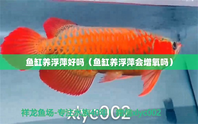 魚缸養(yǎng)浮萍好嗎（魚缸養(yǎng)浮萍會(huì)增氧嗎） 紅龍專用魚糧飼料