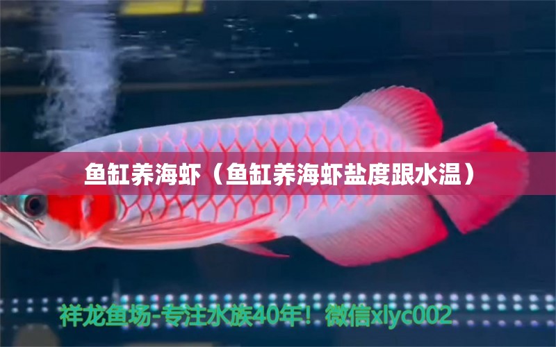 魚缸養(yǎng)海蝦（魚缸養(yǎng)海蝦鹽度跟水溫） 祥龍水族醫(yī)院