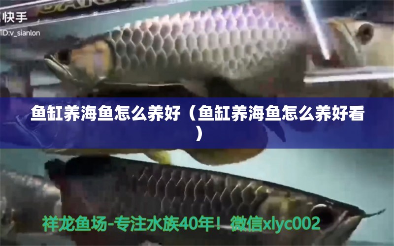 魚缸養(yǎng)海魚怎么養(yǎng)好（魚缸養(yǎng)海魚怎么養(yǎng)好看） 祥龍水族醫(yī)院