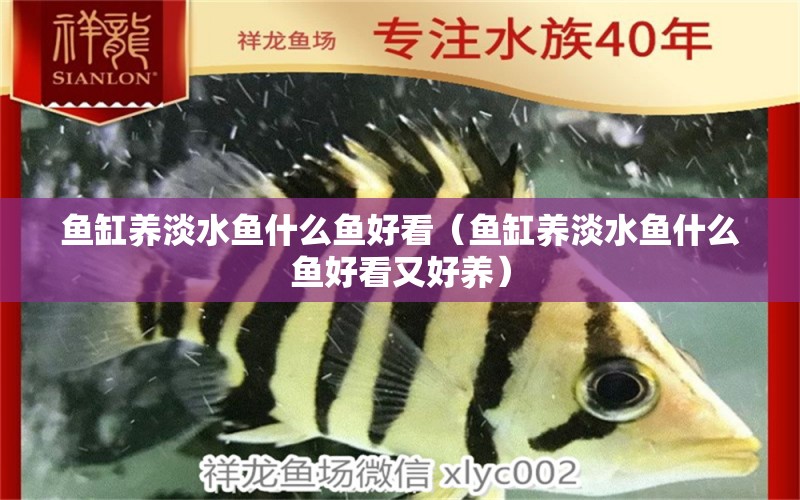 魚缸養(yǎng)淡水魚什么魚好看（魚缸養(yǎng)淡水魚什么魚好看又好養(yǎng)）