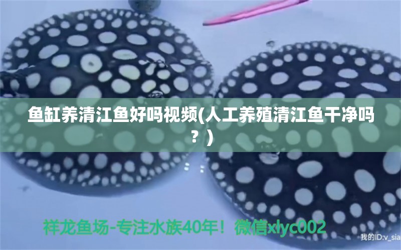 魚缸養(yǎng)清江魚好嗎視頻(人工養(yǎng)殖清江魚干凈嗎？) 肥料