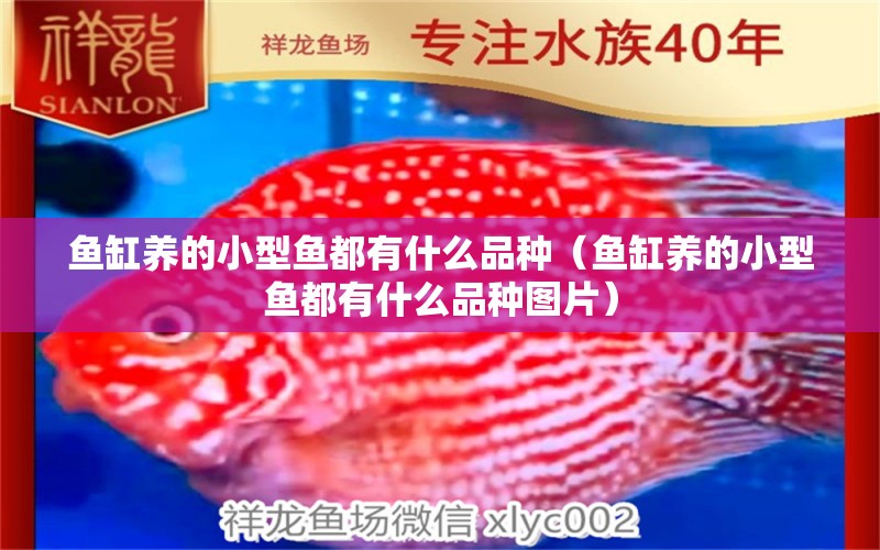 魚缸養(yǎng)的小型魚都有什么品種（魚缸養(yǎng)的小型魚都有什么品種圖片）