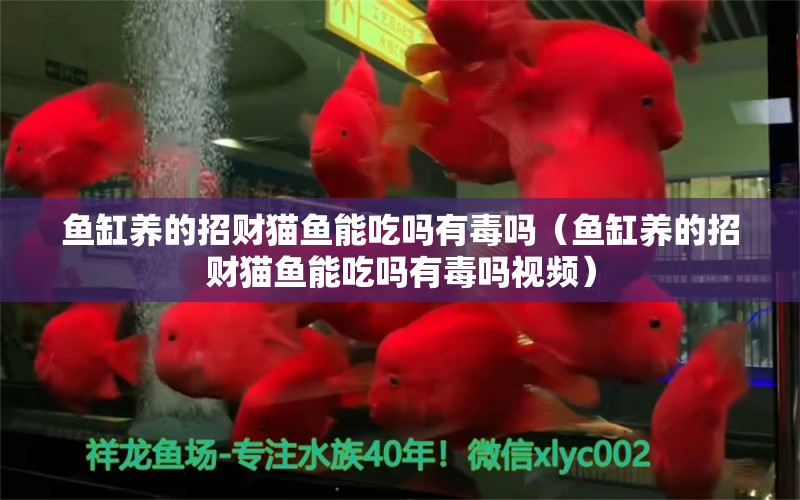 魚缸養(yǎng)的招財(cái)貓魚能吃嗎有毒嗎（魚缸養(yǎng)的招財(cái)貓魚能吃嗎有毒嗎視頻） 觀賞魚市場(chǎng)（混養(yǎng)魚）