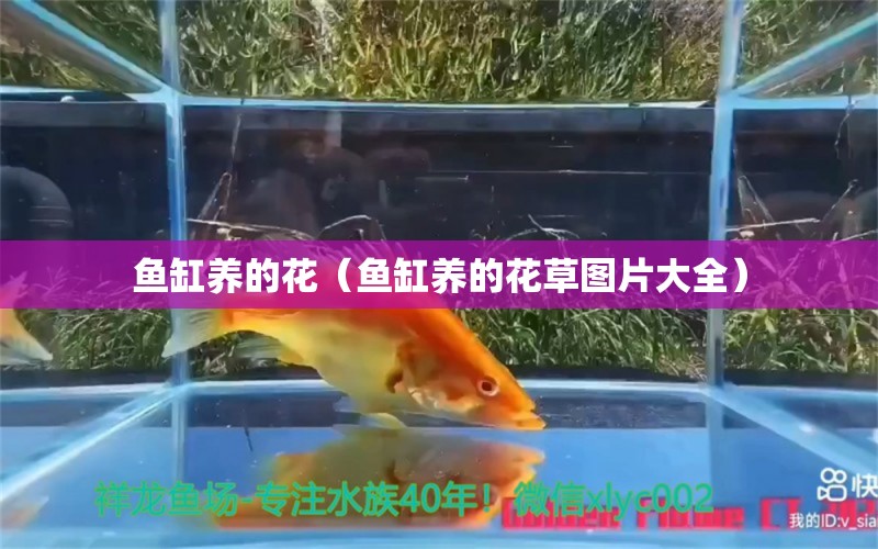 魚缸養(yǎng)的花（魚缸養(yǎng)的花草圖片大全）