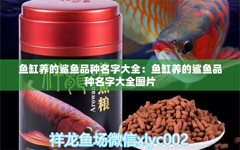 魚缸養(yǎng)的鯊魚品種名字大全：魚缸養(yǎng)的鯊魚品種名字大全圖片