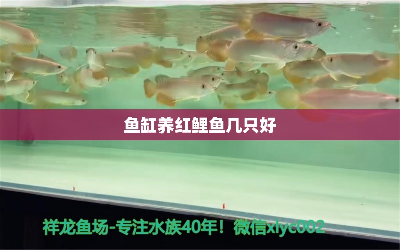 魚(yú)缸養(yǎng)紅鯉魚(yú)幾只好