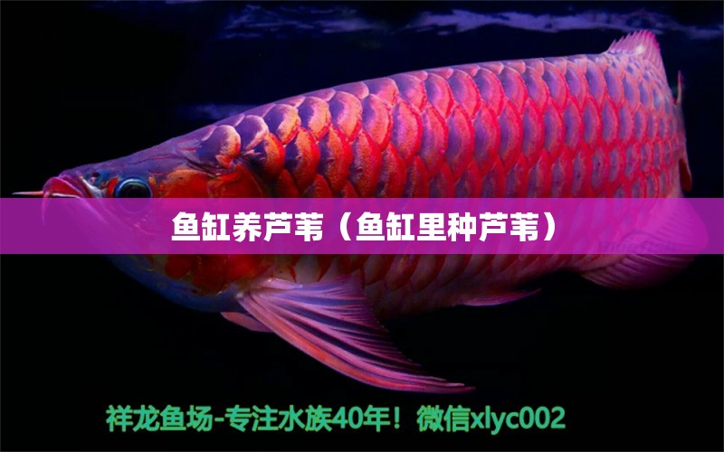 魚缸養(yǎng)蘆葦（魚缸里種蘆葦）