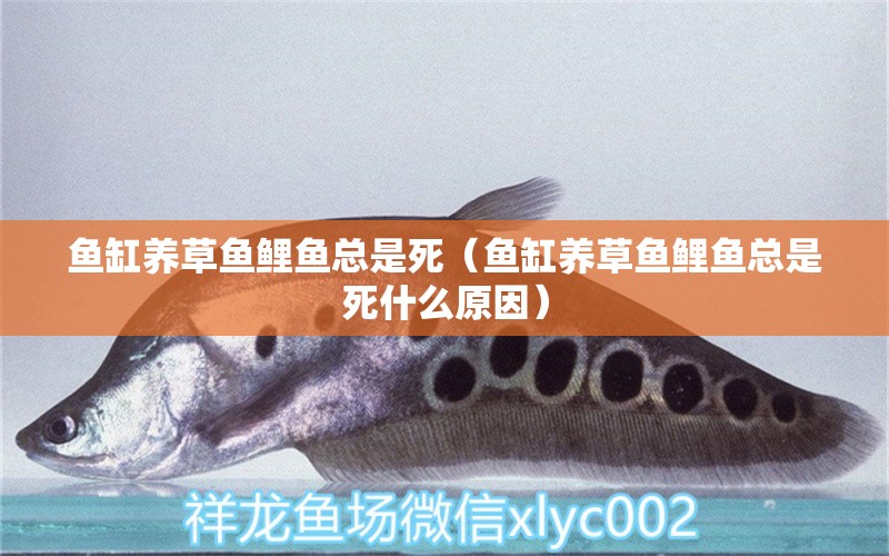 魚缸養(yǎng)草魚鯉魚總是死（魚缸養(yǎng)草魚鯉魚總是死什么原因） 祥龍水族醫(yī)院