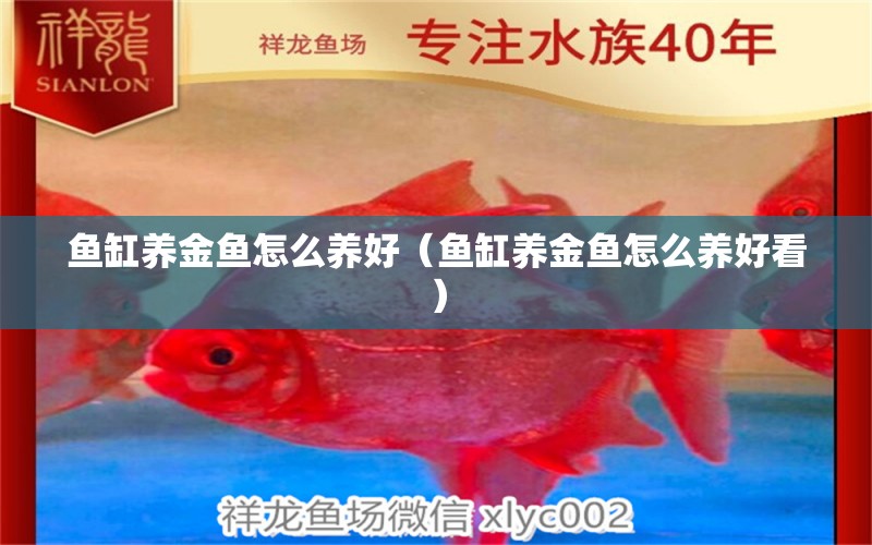 魚缸養(yǎng)金魚怎么養(yǎng)好（魚缸養(yǎng)金魚怎么養(yǎng)好看） 祥龍水族醫(yī)院