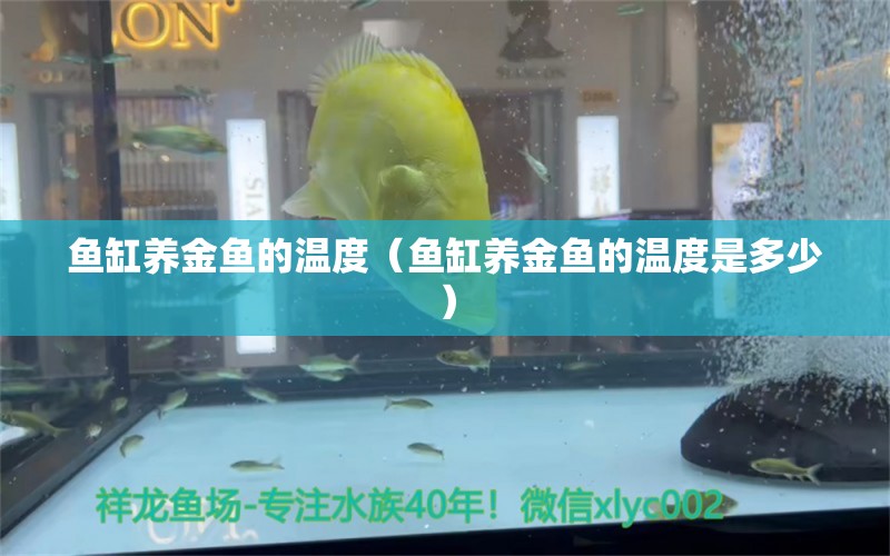 魚缸養(yǎng)金魚的溫度（魚缸養(yǎng)金魚的溫度是多少） 祥龍水族醫(yī)院