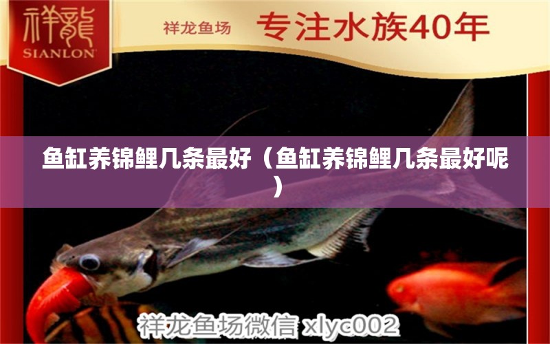 魚缸養(yǎng)錦鯉幾條最好（魚缸養(yǎng)錦鯉幾條最好呢）