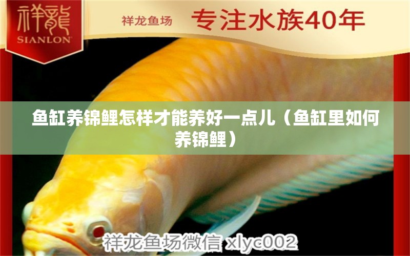 魚缸養(yǎng)錦鯉怎樣才能養(yǎng)好一點(diǎn)兒（魚缸里如何養(yǎng)錦鯉） 廣州觀賞魚批發(fā)市場(chǎng)