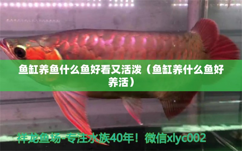 魚缸養(yǎng)魚什么魚好看又活潑（魚缸養(yǎng)什么魚好養(yǎng)活） 觀賞魚批發(fā)