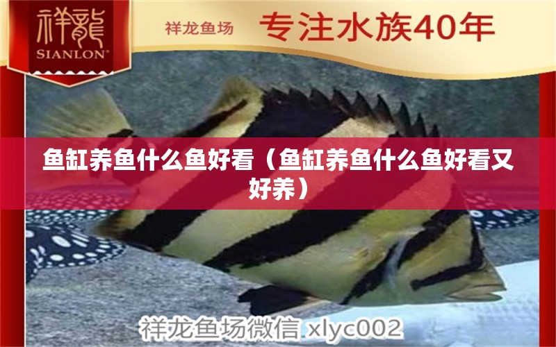 魚(yú)缸養(yǎng)魚(yú)什么魚(yú)好看（魚(yú)缸養(yǎng)魚(yú)什么魚(yú)好看又好養(yǎng)） 觀賞魚(yú)市場(chǎng)（混養(yǎng)魚(yú)）