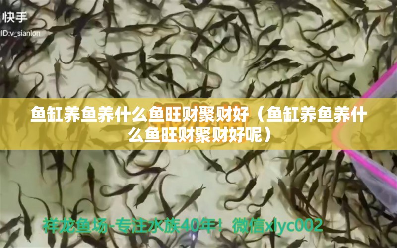 魚(yú)缸養(yǎng)魚(yú)養(yǎng)什么魚(yú)旺財(cái)聚財(cái)好（魚(yú)缸養(yǎng)魚(yú)養(yǎng)什么魚(yú)旺財(cái)聚財(cái)好呢）