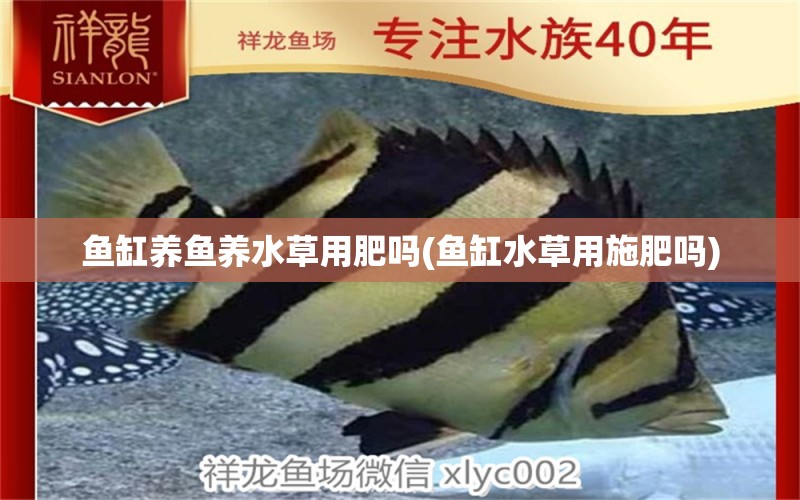 魚缸養(yǎng)魚養(yǎng)水草用肥嗎(魚缸水草用施肥嗎) 水草 第1張