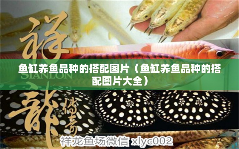 魚缸養(yǎng)魚品種的搭配圖片（魚缸養(yǎng)魚品種的搭配圖片大全） 祥龍水族醫(yī)院