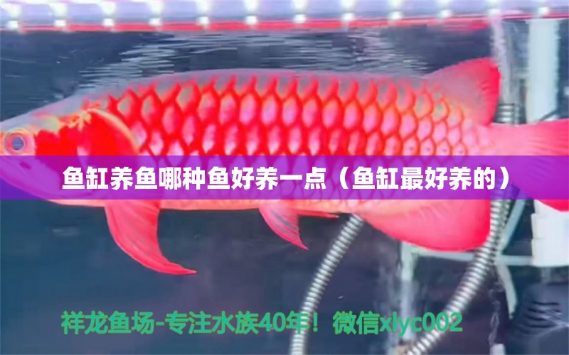 魚缸養(yǎng)魚哪種魚好養(yǎng)一點(diǎn)（魚缸最好養(yǎng)的）