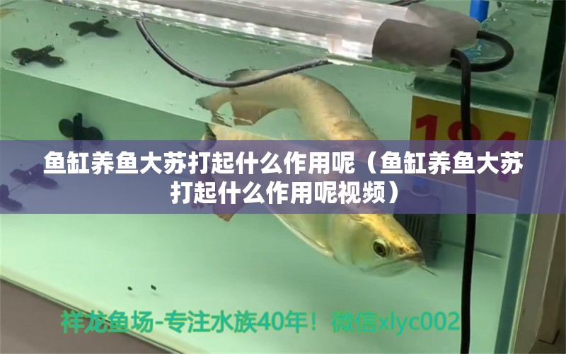 魚缸養(yǎng)魚大蘇打起什么作用呢（魚缸養(yǎng)魚大蘇打起什么作用呢視頻）