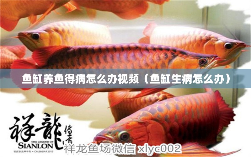 魚缸養(yǎng)魚得病怎么辦視頻（魚缸生病怎么辦） 巴西亞魚