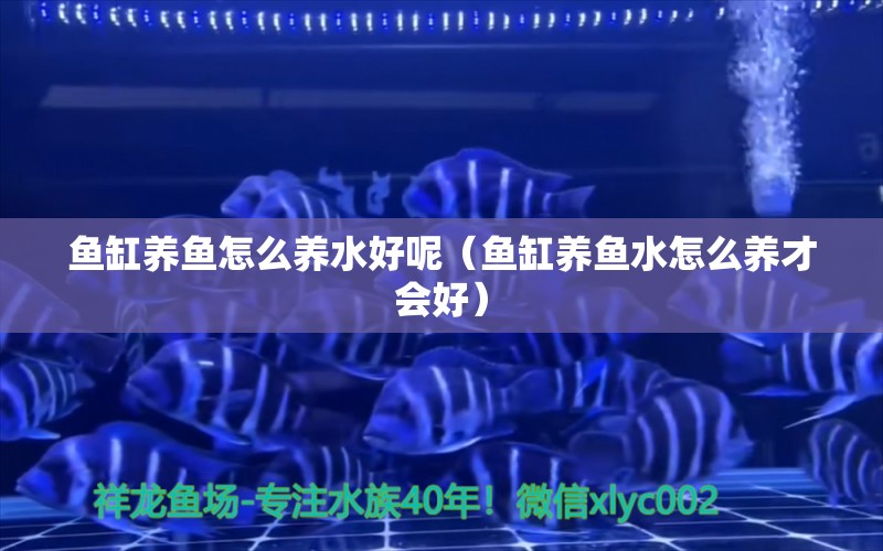 魚缸養(yǎng)魚怎么養(yǎng)水好呢（魚缸養(yǎng)魚水怎么養(yǎng)才會好）