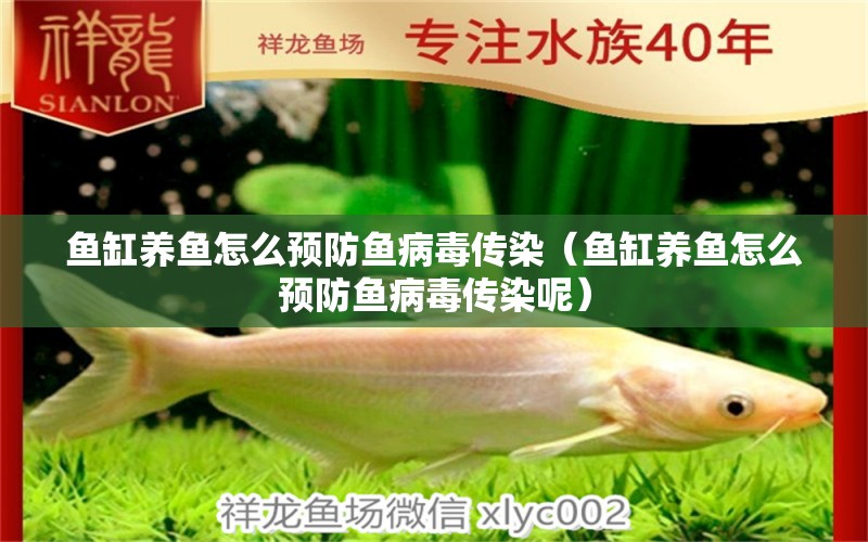 魚缸養(yǎng)魚怎么預(yù)防魚病毒傳染（魚缸養(yǎng)魚怎么預(yù)防魚病毒傳染呢）