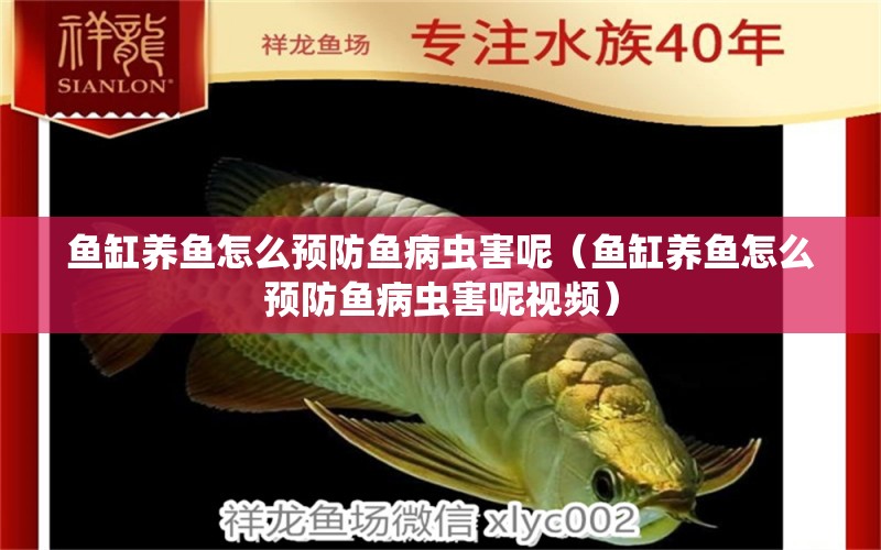 魚缸養(yǎng)魚怎么預(yù)防魚病蟲害呢（魚缸養(yǎng)魚怎么預(yù)防魚病蟲害呢視頻）