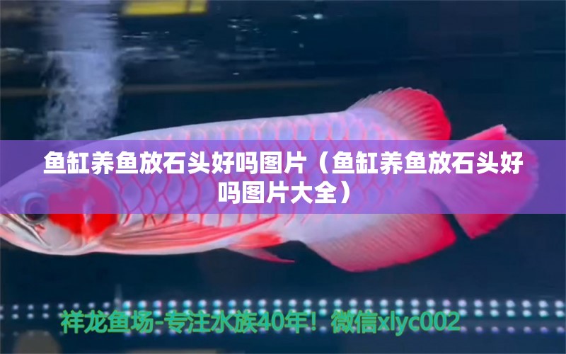 魚缸養(yǎng)魚放石頭好嗎圖片（魚缸養(yǎng)魚放石頭好嗎圖片大全）