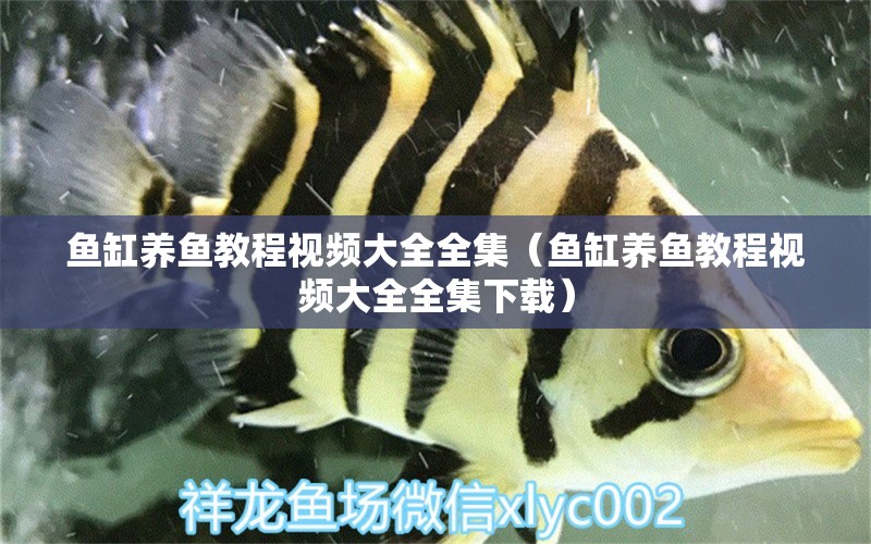 魚缸養(yǎng)魚教程視頻大全全集（魚缸養(yǎng)魚教程視頻大全全集下載） 祥龍水族醫(yī)院