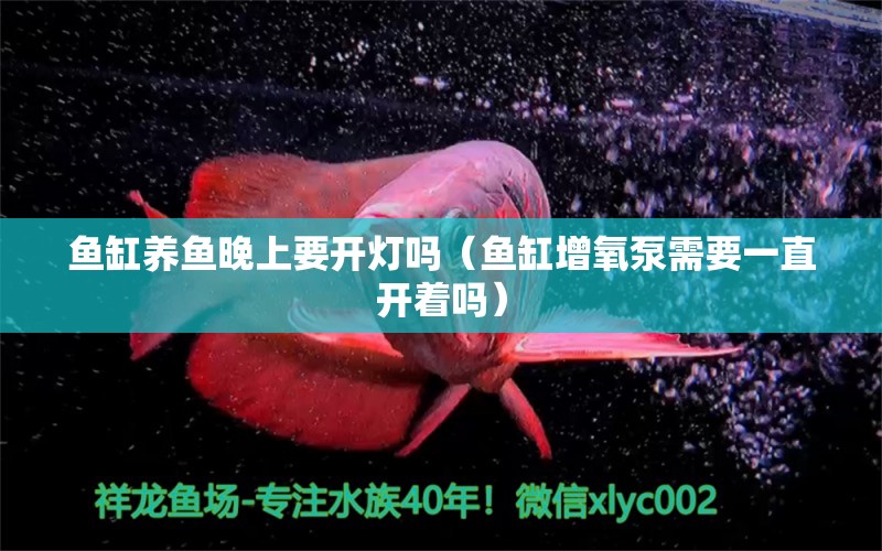 魚缸養(yǎng)魚晚上要開燈嗎（魚缸增氧泵需要一直開著嗎） 祥龍水族醫(yī)院