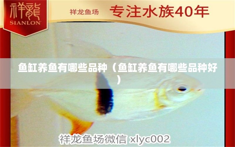 魚缸養(yǎng)魚有哪些品種（魚缸養(yǎng)魚有哪些品種好）