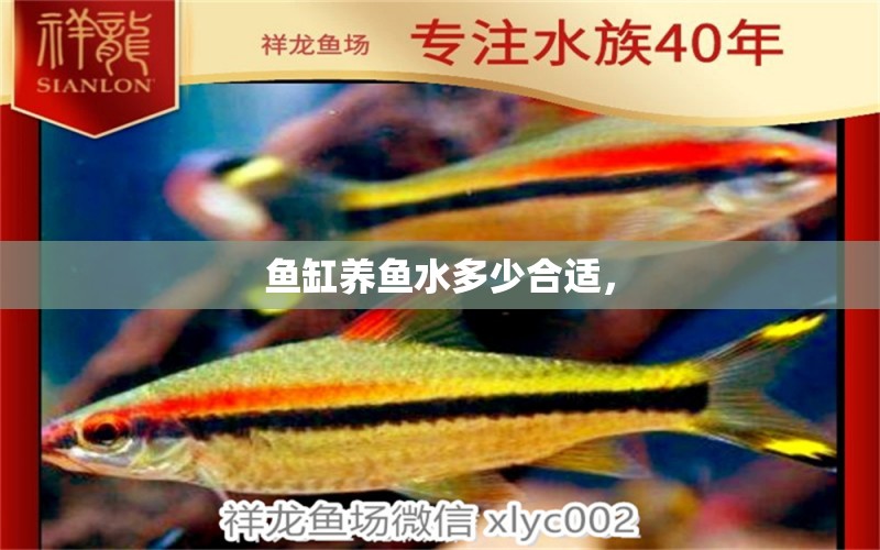 魚缸養(yǎng)魚水多少合適， 蝴蝶鯉