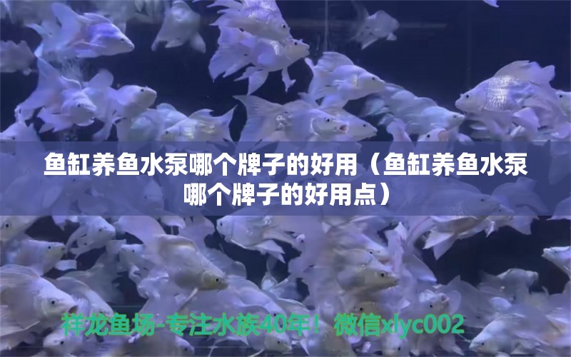 魚缸養(yǎng)魚水泵哪個牌子的好用（魚缸養(yǎng)魚水泵哪個牌子的好用點）