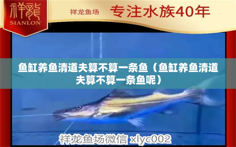 魚缸養(yǎng)魚清道夫算不算一條魚（魚缸養(yǎng)魚清道夫算不算一條魚呢） 祥龍水族醫(yī)院