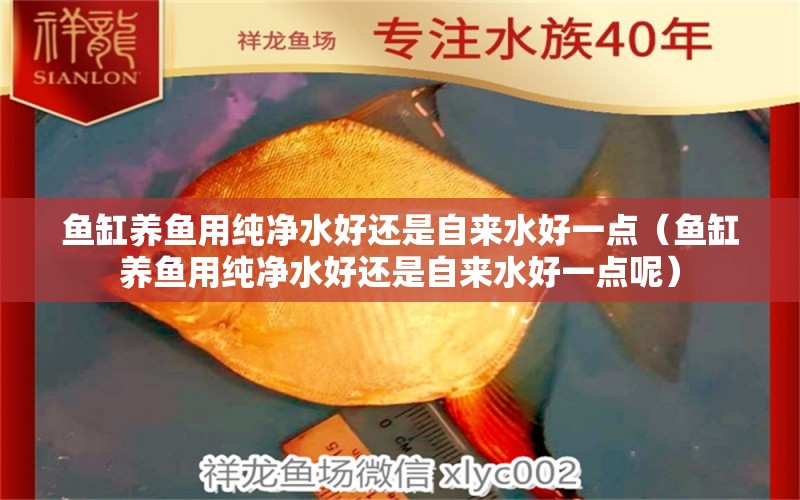 魚缸養(yǎng)魚用純凈水好還是自來水好一點(diǎn)（魚缸養(yǎng)魚用純凈水好還是自來水好一點(diǎn)呢）