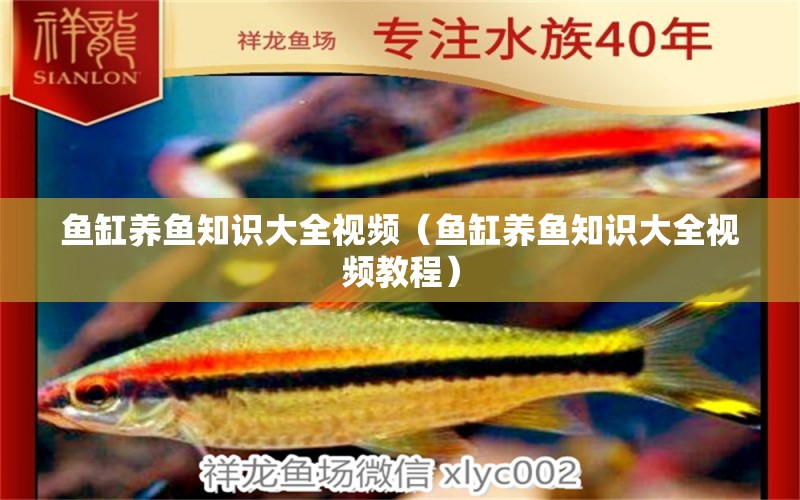 魚缸養(yǎng)魚知識大全視頻（魚缸養(yǎng)魚知識大全視頻教程）