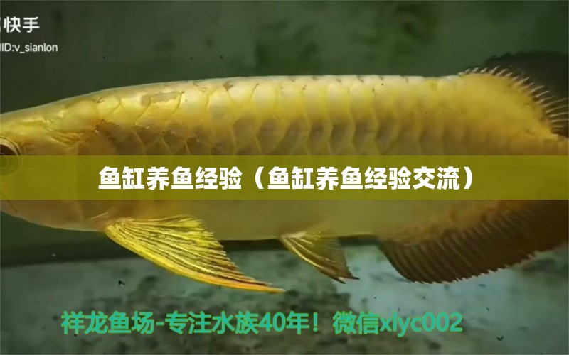 魚缸養(yǎng)魚經(jīng)驗(yàn)（魚缸養(yǎng)魚經(jīng)驗(yàn)交流） 觀賞魚批發(fā)